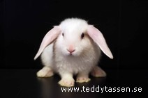 Teddytassens Pingie (satin)